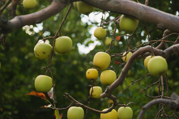 Close up shot of green apples on the leafless branches on a dead tree in an apple farm.