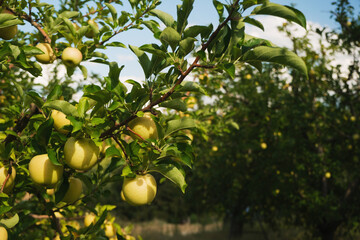 Close up shot of green apples on the branch in an apple farm.