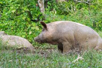 view of a sow or Sus scrofa domestica, digging in the mud with its snout. pig with its whole body covered with brown mud, surrounded by green nature. concept of pociculture.