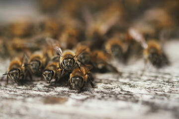 Close up shot of lots of bees on a gate of bee box