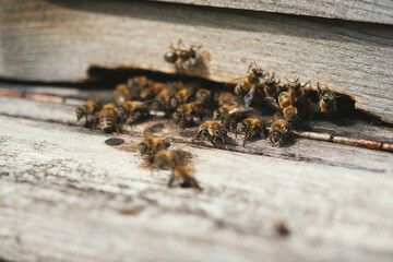 Close up shot of lots of bees on a gate of bee box