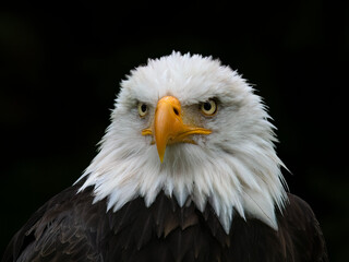 american bald eagle