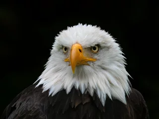 Foto auf Acrylglas american bald eagle © Heiko