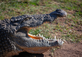 An African crocodile shows predatory teeth by opening its mouth.