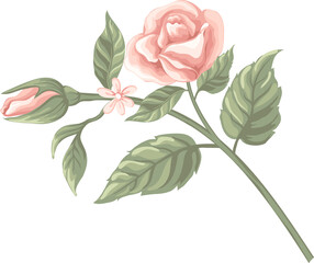 Beautiful Rose Flower and botanical leaf digital painted illustration for love wedding valentines day or arrangement invitation design greeting card