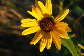close-up on blossom of sunflower