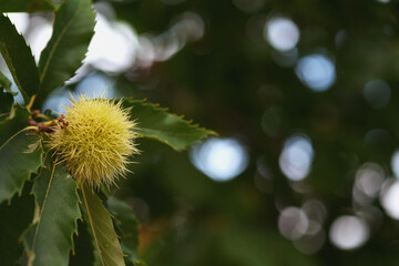 Close up shot of chestnuts on a chestnut tree.