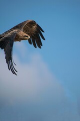 eagle in flight