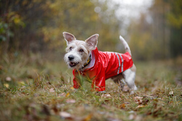 Dog breed Jack Russell Terrier stands in a green forest in a red raincoat