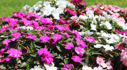Fototapeta premium Flowerbed with colorful blooming flowers called New Guinea or impatiens walleriana