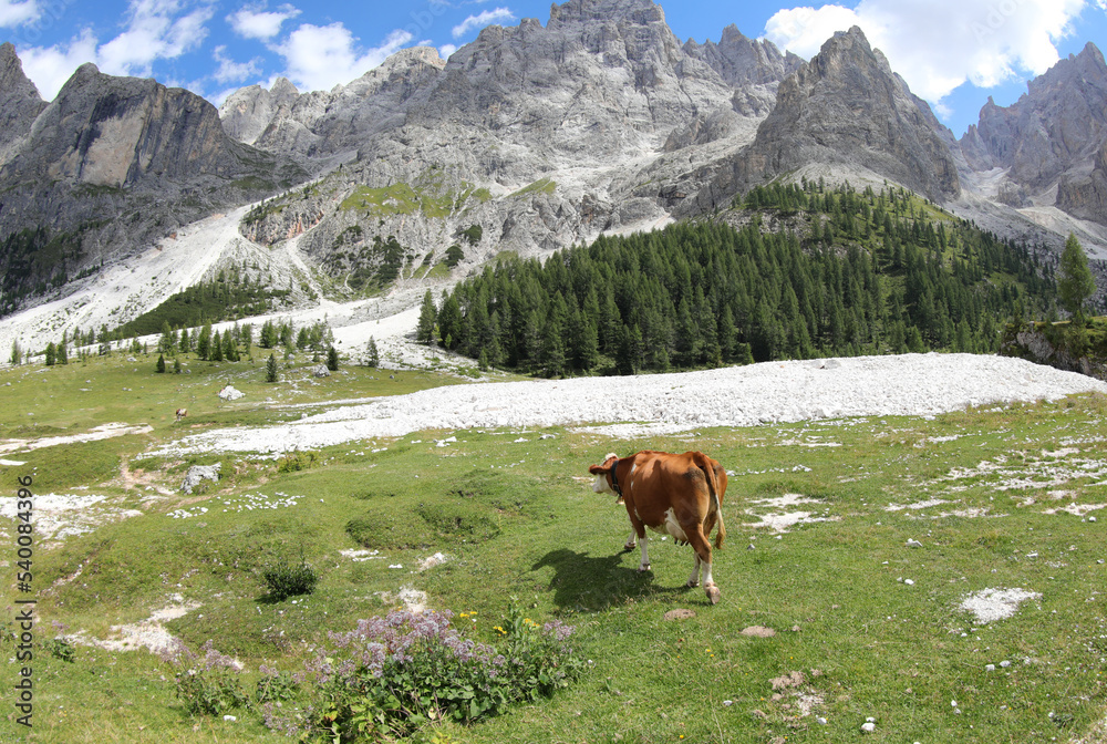 Wall mural big brown cow grazing in the mountains