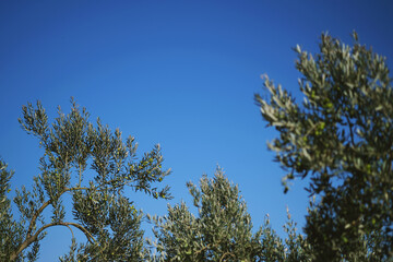 Close up shot of an olive trees on a blue sky background.