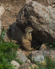 ground squirrel on hind legs in natural habitat