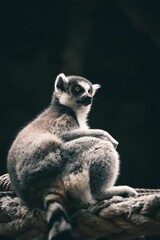 Vertical shot of a Lemur in captivity