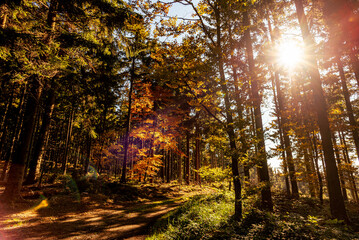Autumn forest nature. Bright morning in a colorful forest with sun rays through the branches of the trees. Landscape of nature in sunlight.