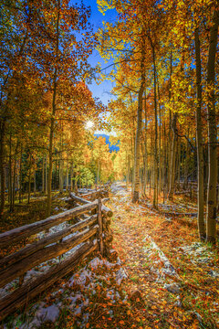 Fall Colors Aspen Trees with Wooden Fence - Silver Jack Reservoir