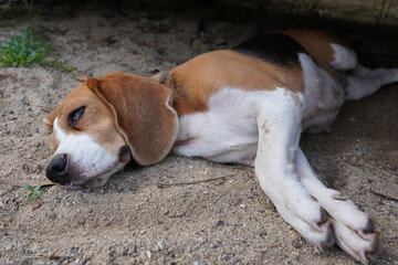 A cute beagle dog sleep on the sand in the park.