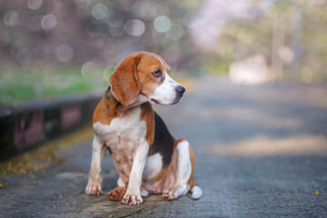 An adorable beagle dog is sitting on the empty road.