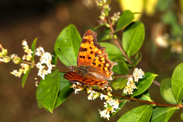 Butterfly on a blossom into green
