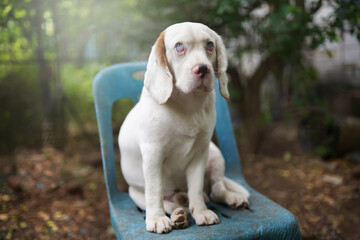 A cute white haired beagle dog while sitting on the dirty blue plastic chair outdoor.