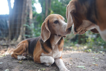 A couple of beagle dog  got love expression by kiss each other.