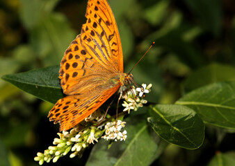 Butterfly on a blossom into green