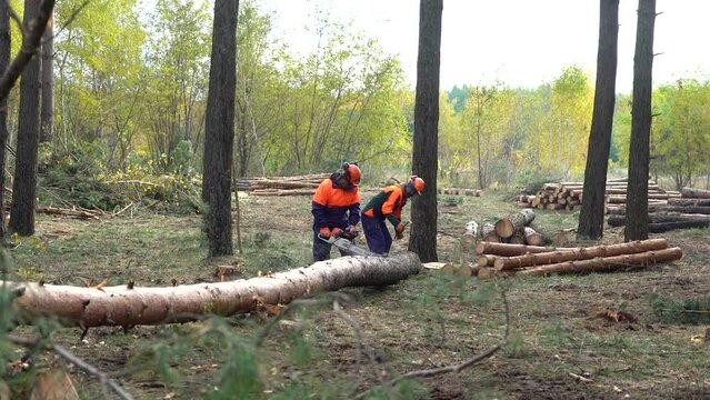 deforestation and firewood harvesting. workers cut down trees in the forest with chainsaws