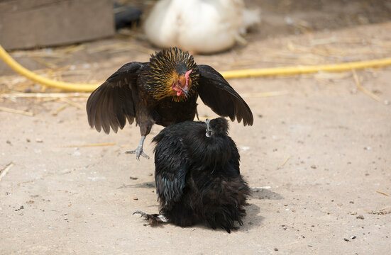 Chicken Fight at a French Farm