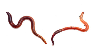 worms crawl out on a white background