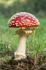 Fliegenpilz im Gras