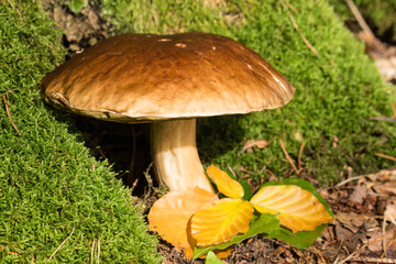 großer brauner Pilz im Wald