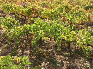Viñedo 