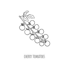Mediterranean diet foods black and white sketch cherry tomatoes on a branch isolated on white background 
