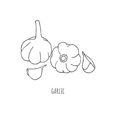 Mediterranean diet foods black and white sketch garlic isolated on white background 