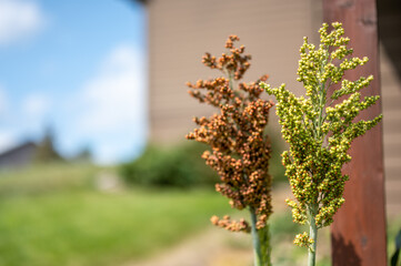 Selective focus on maturing seed head of sorghum bicolor