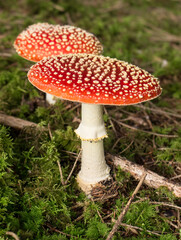 2 schöne Fliegenpilze im Moos am Waldboden