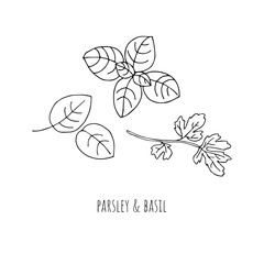 Mediterranean diet foods black and white sketch basil and parsley isolated on white background