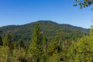 A forested mountain in Yosemite National Park