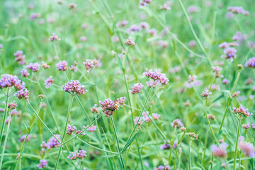 Flowers in nature with bees flying for pollen.