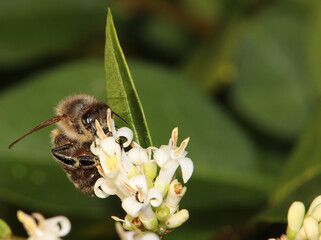Bee on a blossom in the garden