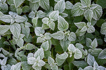 Green leaves of plants are covered with frost