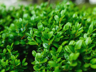Fototapeta na wymiar leaves of boxwood evergreen on a branch close-up. Selective sharpening