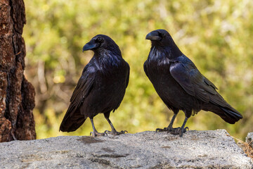 A pair of Common Ravens at Yosemite National Park