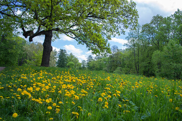 Obraz premium Yellow dandelions in a green field next to a large tree on a sunny summer day