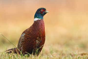 Common pheasant Phasianus colchius Ring-necked pheasant in natural habitat, grassland in autumn