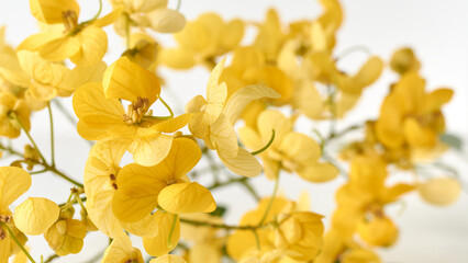 close-up of bright yellow flowers of senna spectabilis plant, also known as whitebark senna, isolated on white background with selective focus