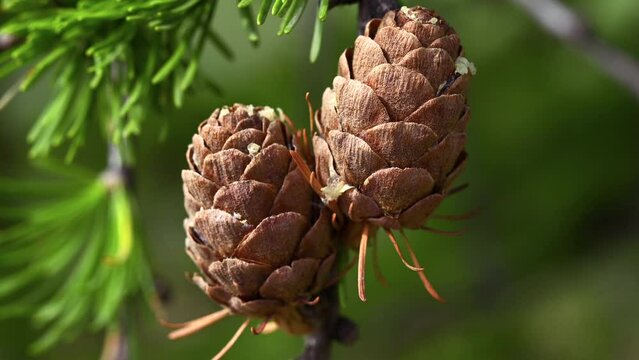 Two pine cones in a tree branch