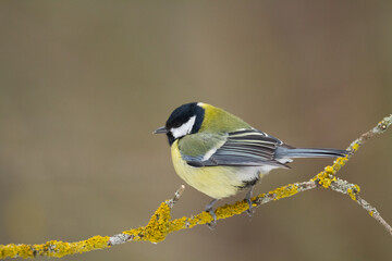 Colorful great tit ( Parus major ) perched on a tree trunk, photographed in horizontal, amazing background