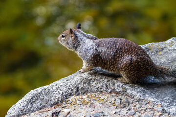 A California ground squirrel on a rock