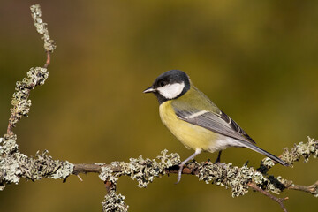 Colorful great tit ( Parus major ) perched on a tree trunk, photographed in horizontal, amazing background